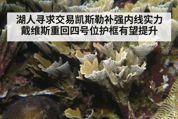 湖人寻求交易凯斯勒补强内线实力戴维斯重回四号位护框有望提升